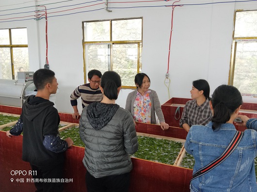 牛素貞對(duì)茶青原料進(jìn)行現(xiàn)場(chǎng)加工指導(dǎo)2.jpg